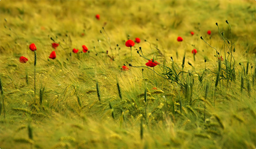 Marek Jedzer